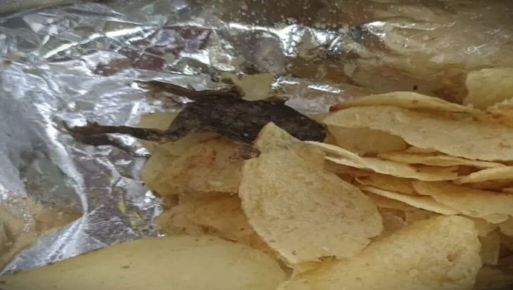 Frog in Chips Packet : बालाजी वेफ़र, आलू के चिप्स के पैकेट में मिला 1 मरा मेढ़क, जांच के आदेश